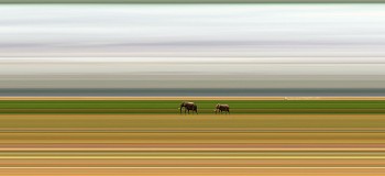 Jay Mark Johnson - AMBOSELI #126, 2014 Amboseli