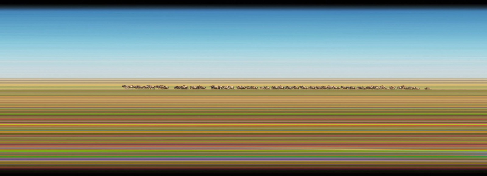 Jay Mark Johnson, MAASAI MARA #50, 2014 Maasai Mara
archival pigment on paper, mounted on aluminum, 40 x 110 in. (101.6 x 279.4 cm)