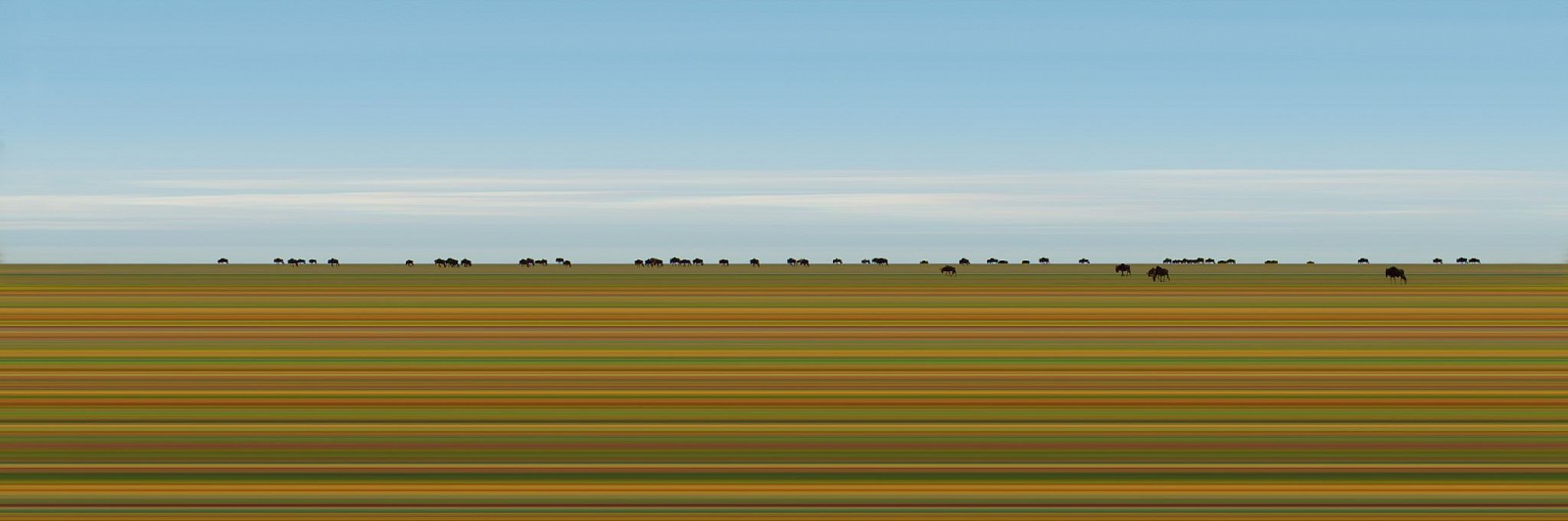 Jay Mark Johnson, MAASAI MARA #90, 2014 Maasai Mara
archival pigment on paper, mounted on aluminum, 40 x 120 in. (101.6 x 304.8 cm)